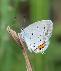 Attēlu rezultāti vaicājumam “Everes argiades female”