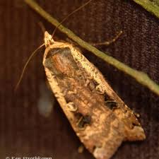 Attēlu rezultāti vaicājumam “Noctua pronuba”