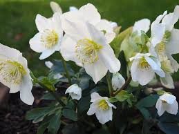 Attēlu rezultāti vaicājumam “Helleborus niger flower”