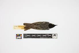 Image result for Dendroica striata