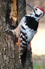 Attēlu rezultāti vaicājumam “Dendrocopos leucotos female”