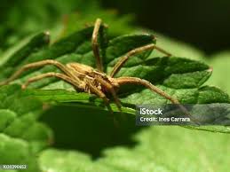 Attēlu rezultāti vaicājumam “Pisaura mirabilis male”