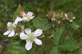 Attēlu rezultāti vaicājumam “Rubus plicatus fruit”