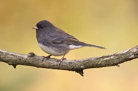 Image result for Junco hyemalis