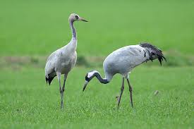 Attēlu rezultāti vaicājumam “Grus grus adult”