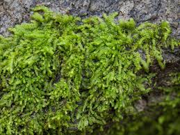 Attēlu rezultāti vaicājumam “Lejeunea cavifolia”