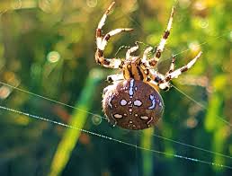 Attēlu rezultāti vaicājumam “Araneus quadratus female”