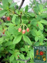 Attēlu rezultāti vaicājumam “Menziesia ferruginea”