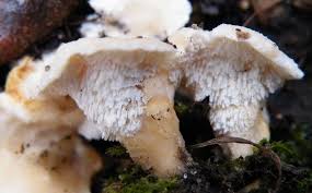 Attēlu rezultāti vaicājumam “Sistotrema confluens”