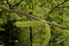 Attēlu rezultāti vaicājumam “Juglans cinerea flower”