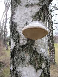 Attēlu rezultāti vaicājumam “Piptoporus betulinus”