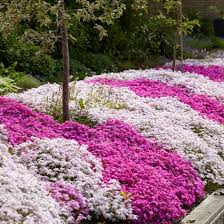 Image result for Phlox (großblumig)