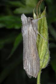 Attēlu rezultāti vaicājumam “Cucullia lucifuga”