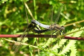 Attēlu rezultāti vaicājumam “Orthetrum cancellatum”