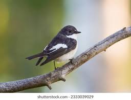 Attēlu rezultāti vaicājumam “Ficedula hypoleuca male”