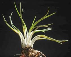 Attēlu rezultāti vaicājumam “Isoetes lacustris leaf”