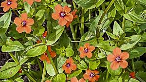 Image result for Anagallis arvensis