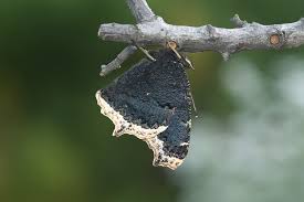 Attēlu rezultāti vaicājumam “Nymphalis antiopa upperside”