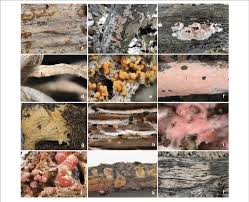 Attēlu rezultāti vaicājumam “Erythricium aurantiacum”