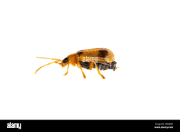 Attēlu rezultāti vaicājumam “Phyllobrotica quadrimaculata”