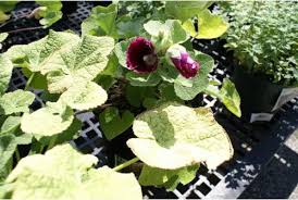 Image result for Alcea (althaea) rosea