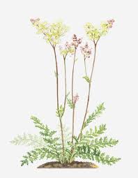 Image result for Filipendula vulgaris