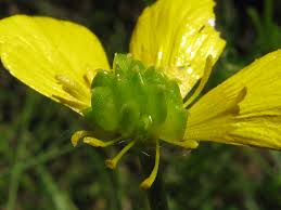 Attēlu rezultāti vaicājumam “Ranunculus polyanthemos”