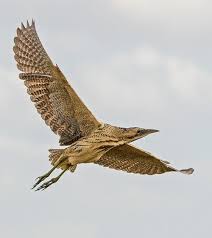 Image result for England Staffordshire Birding Club