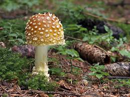 Attēlu rezultāti vaicājumam “Amanita regalis”