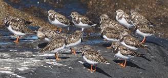 Attēlu rezultāti vaicājumam “Arenaria interpres adult”