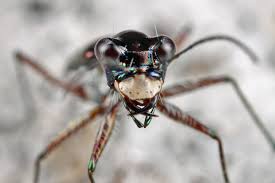 Attēlu rezultāti vaicājumam “Scardia boletella exuvia”