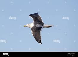 Attēlu rezultāti vaicājumam “Larus marinus adult”