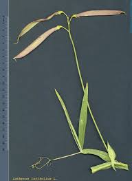 Attēlu rezultāti vaicājumam “Lathyrus latifolius fruit”