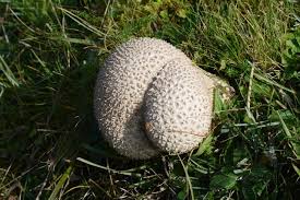 Attēlu rezultāti vaicājumam “Calvatia utriformis”