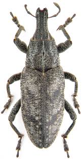 Attēlu rezultāti vaicājumam “Cleonis pigra”