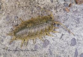 Attēlu rezultāti vaicājumam “Licea pygmaea macro”