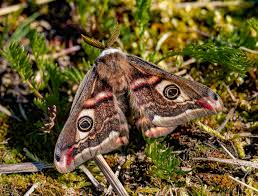 Attēlu rezultāti vaicājumam “Saturnia pavonia”