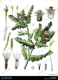 Image result for Cnicus benedictus