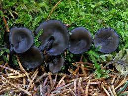 Attēlu rezultāti vaicājumam “Pseudoplectania nigrella”