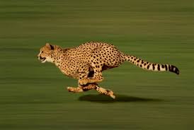 Afbeeldingsresultaat voor cheeta