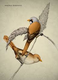 Attēlu rezultāti vaicājumam “Panurus biarmicus”