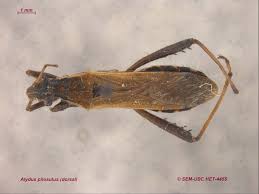 Attēlu rezultāti vaicājumam “Alydus calcaratus imago”