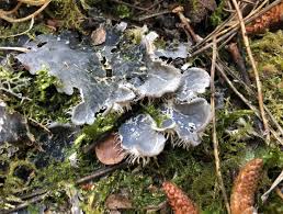 Attēlu rezultāti vaicājumam “Peltigera canina”