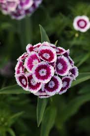 Attēlu rezultāti vaicājumam “Dianthus barbatus flower”