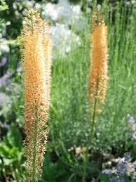 Image result for Steppenkerze