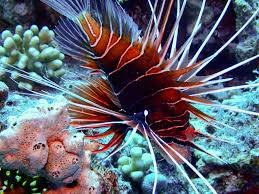 Image result for Pterois radiata