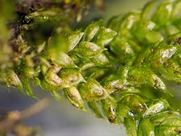 Attēlu rezultāti vaicājumam “Cirriphyllum piliferum”