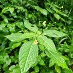 Attēlu rezultāti vaicājumam “Impatiens parviflora”