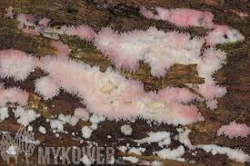 Attēlu rezultāti vaicājumam “Phlebia serialis”