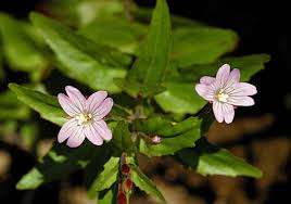 Attēlu rezultāti vaicājumam “Epilobium montanum”